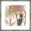 Hummer Stands And Sips Framed Print