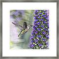 Hummingbird And Bee Framed Print