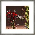 Hummingbird And Cardinal Flowers Framed Print