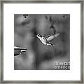 Hummingbird  Black And White Framed Print