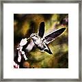 #hummingbird #feathers #birds #scenery Framed Print