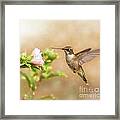 Hummingbird Hovering Framed Print