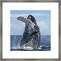 Humpback Whale Breaching Maui Hawaii Framed Print