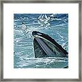 Humpback Whale Feeding With Herring Framed Print