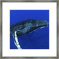 Humpback Whale  Maui Hawaii Framed Print