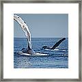 Humpback Whale Pectoral Slap Maui Framed Print