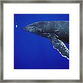 Humpback Whale Singer Approaches Framed Print