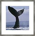 Humpback Whale Tail Lob Maui Hawaii Framed Print