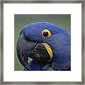 Hyacinth Macaw Anodorhynchus Framed Print