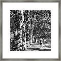 Hyde Park Trees Framed Print