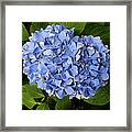 Blue Hydrangea Framed Print