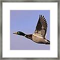 I Can Fly Framed Print