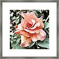 I Love This Tattered Pink Rose 🌷! Framed Print