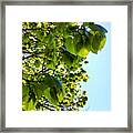 I Love Trees So Much. #tree #leaf Framed Print