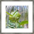 I See You Framed Print