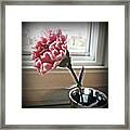 I Was Given A Carnation At The Grocery Framed Print