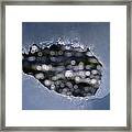 Ice Ice Baby Framed Print