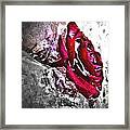 Ice Rose 2 Framed Print