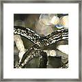 Icy Abstract Framed Print