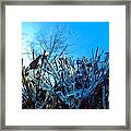 Icy Shell Framed Print