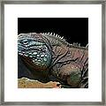 Iguana Framed Print