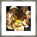 Illuminated White Carnation Photograph Framed Print