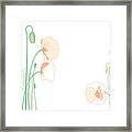 Illustration Of Corn Poppy Framed Print