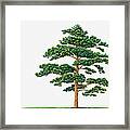Illustration Showing Shape Of Pinus Densiflora (japanese Red Pine) Tree Bearing Green Foliage Framed Print