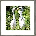 Immature Egrets Framed Print