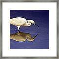 Immature White Egret Framed Print