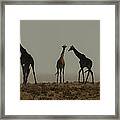 In The Heat Framed Print