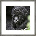 Infant Mountain Gorilla Rwanda Framed Print