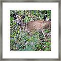 Innocence Framed Print