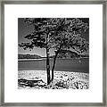 Intertwined Framed Print