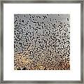 Invasion Of The Birds Framed Print