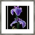 Iris Framed Print