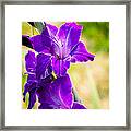 Iris Framed Print