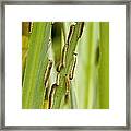 Iris Sawfly Larvae Framed Print