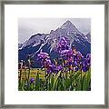Irises In Austria Framed Print