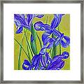 Irises Framed Print