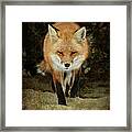 Island Beach Fox Framed Print