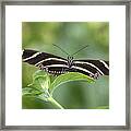 I've Got My Eye On You Framed Print