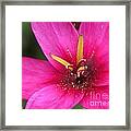 Ixia Named Venus Framed Print