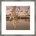 Japanese Cherry Tree Blossoms Over The Tidal Basin In Sepia Ds019s Framed Print