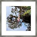 Japanese Koi Pond Framed Print