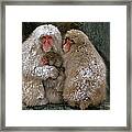 Japanese Macaque Macaca Fuscata Family Framed Print