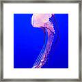 Jellyfish Framed Print