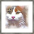 Johan's New Cat Framed Print