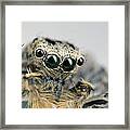 Jumping Spider Maevia Sp Male Portrait Framed Print