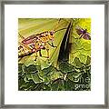 Insect Habitat Framed Print